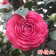 盆栽茶花苗 四季茶花盆栽帶花苞濃香型庭院室內(nèi)好養(yǎng)花卉植物 當(dāng)年開花耐寒花卉 醉?xiàng)铄?7年苗分叉多