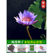 碗蓮種子水培植物四季開花水養(yǎng)睡蓮荷花室內(nèi)外盆栽花卉蓮花種籽子 (碗蓮)紫蓮30粒+盆+營養(yǎng)液+泡珠