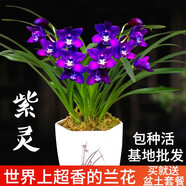 劉閣蘭花建蘭四季蘭花苗超香七彩玲瓏現帶花苞出售有香味的陽(yáng)臺盆栽綠植 紫靈2苗，加盆土肥,說(shuō)明書(shū)