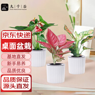 九千谷紅如意紅掌吉利紅綠植盆栽花卉室內(nèi)客廳桌面裝飾帶盆源頭直發(fā)