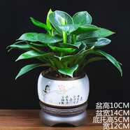 金鉆盆栽綠公主盆栽植物辦公室內客廳四季常青桌面綠植 綠公主+梅雀送喜+底托 帶盆栽好