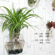 卡蔓派能掛墻上的花盆創(chuàng)意水培玻璃花瓶懸掛式透明插綠蘿壁掛小魚缸簡(jiǎn)約 小號(hào)六角花瓶+無(wú)痕釘