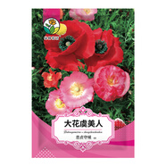 綠林花語(yǔ)虞美人種子大花混色易活耐陰陽(yáng)臺(tái)庭院道路四季播混色耐寒花卉種籽