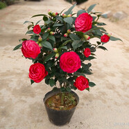 盆栽茶花苗 四季香妃茶花濃香型山茶花樹庭院室內(nèi)好養(yǎng)五色赤丹茶花樹苗花卉植物 紅赤丹 10年苗花期花苞磊磊
