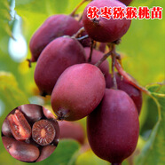 楓溢秋軟棗獼猴桃苗自花授粉當年結果丹東獼猴桃樹(shù)苗地栽盆栽南方北方種 獼猴桃授粉公樹(shù)(按照母6：公1)