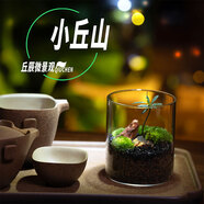 丘辰生命之樹(shù)苔蘚微景觀(guān)生態(tài)瓶diy辦公桌面綠植擺件造景花卉盆栽禮物 小丘山 微景觀(guān)