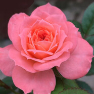 清韻伊人 月季花樹(shù)苗爬藤當年開(kāi)花月季花苗特大花盆栽地載庭院薔薇 三文魚(yú)【不爬藤】