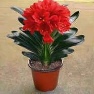 [當(dāng)年開花】君子蘭花苗裸根發(fā)貨室內(nèi)外四季常青植物盆栽君子蘭苗 新品君子蘭【炫紅】 2-4片葉葉子裸根發(fā)貨