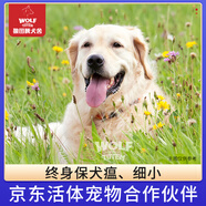京狼圖騰雙血統級 金毛幼犬 活體寵物狗狗活體賽級純種金毛犬 中型犬 血統級 3