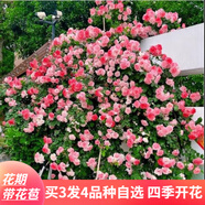蘇藝緣爬藤月季花苗薔薇花苗藤本月季四季開花藤曼玫瑰濃香爬藤植物花卉 櫻霞 1米-1.3米高大苗