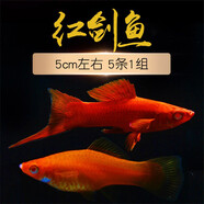 小型熱帶魚(yú)觀(guān)賞魚(yú)活體紅瑪麗高鰭紅劍魚(yú)淡水魚(yú)孔雀魚(yú)大紅色 單尾紅箭3-4公分6條