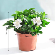 愛你一萬年梔子花盆栽花卉植物室內(nèi)綠植四季好養(yǎng)茉莉花源頭直發(fā)驅蚊組合包郵 【次年開花】90#梔子花帶育苗盆