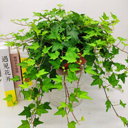 嘆為觀止桌面室內(nèi)垂吊綠植金心金邊口紅辦公室綠植盆栽 青葉常青藤 含盆