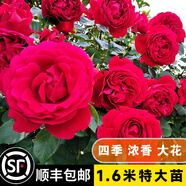 坤卉薔薇花苗爬藤耐寒藤本月季特大爬墻花卉陽(yáng)臺盆栽庭院植物四季開(kāi)花 弗洛倫蒂娜（當年開(kāi)花爆滿(mǎn)） 1.6米左右爬藤特大苗
