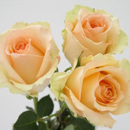 清韻伊人 月季花樹苗爬藤當(dāng)年開花月季花苗特大花盆栽地載庭院薔薇 蜜桃雪山【不爬藤】