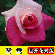 8年玫瑰老樁花苗玫瑰盆栽花卉觀賞花植物陽臺(tái)室內(nèi)室外盆栽地栽花老樁薔薇花多次開花 鴛鴦 【19號(hào)】5棵裝 不含盆