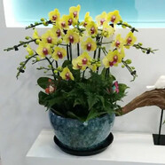 御春閣蝴蝶蘭花苗盆栽室內(nèi)觀花植物桌面陽臺年宵花卉四季開花綠植花卉 黃飛蝴蝶蘭+透明原盆+原土