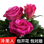 8年玫瑰老樁花苗玫瑰盆栽花卉觀賞花植物陽臺室內室外盆栽地栽花老樁薔薇花多次開花 玫紅色 美人【6號】5棵裝 不含盆