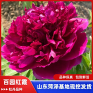 牡丹花苗盆栽正宗菏澤帶花苞牡丹花種大苗纏枝重瓣花卉牡丹花樹(shù)苗 4百園紅霞【菏澤發(fā) 帶芽 包活 】