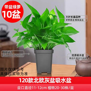 雙盟綠蘿盆栽除甲醛花卉綠植辦公室新房凈化空氣110方黑10盆源頭直發(fā)
