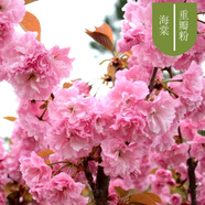 種花迷重瓣海棠花苗花卉盆栽盆景老樁室內外觀(guān)花綠植物庭院陽(yáng)臺四季開(kāi)花 重瓣粉 12年造型樹(shù)樁盆景