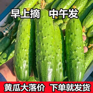 【旱黃瓜】水果小黃瓜新鮮現(xiàn)摘生吃孕婦蔬菜脆嫩青瓜整箱當季 5斤新鮮旱黃瓜 5斤 現(xiàn)摘精品