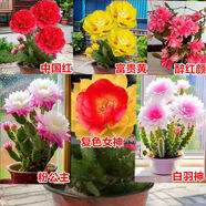 新品種進(jìn)口開(kāi)花千手觀(guān)音仙人掌盆栽綠植懶人花卉耐熱耐旱四季開(kāi)花 白羽神【四季開(kāi)花】 六顆六色【不同色搭配/可自選】