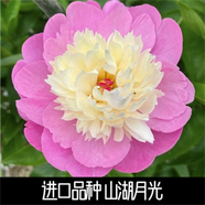 菏澤正宗芍藥花卉觀(guān)賞牡丹花苗重瓣帶芽室內外陽(yáng)臺開(kāi)花綠植庭院 山湖月光