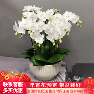 初卉（C·hui）【送貨上門】蝴蝶蘭盆栽帶花帶苞年宵花盆栽花卉真花喬遷全國配送 五支白色（帶盆栽好）