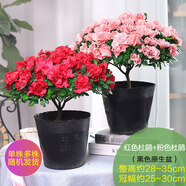 【莎之槿園藝】杜鵑花苗盆栽帶花苞四季開花不斷室內觀花卉綠植植物老樁大棵好養(yǎng) 大號紅色杜鵑花+大號粉色杜鵑花+(不含盆)帶 含盆