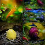 觀(guān)賞螺蝦蟹族活體魚(yú)缸壁除藻螺觀(guān)賞魚(yú)活魚(yú)魚(yú)缸除藻魚(yú)缸造景 香吉士10藍絲絨5黃螺2紫螺2