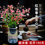 艾瑩有香味的蘭花苗 建蘭金尊紅顏 四季蘭帶金邊室內(nèi)陽(yáng)臺(tái)花卉盆栽綠植 紅色文心蘭3苗當(dāng)年開花 配北歐水培盆