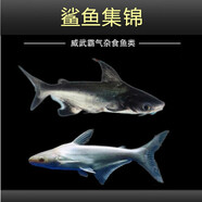 樂淘逸寵樂淘逸寵淡水鯊魚活體熱帶觀賞魚大型虎頭鯊龍魚配魚 8-10cm藍(lán)鯊1條