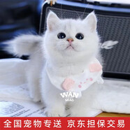 涴喵 純種寵物貓咪活體金銀漸層幼貓全程輔助養(yǎng)貓簽訂合同雙重保障 寵物級(jí) 銀漸層貓