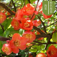 種花迷重瓣海棠花苗花卉盆栽盆景老樁室內外觀(guān)花綠植物庭院陽(yáng)臺四季開(kāi)花 橙色海棠 12年造型樹(shù)樁盆景