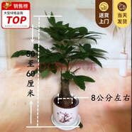 嘆為觀止大型植物發(fā)財樹各種大顆盆栽開業(yè)喬遷客廳辦公室內(nèi)好養(yǎng)大型花卉 單桿發(fā)財樹【8公分粗】50厘米高 含盆