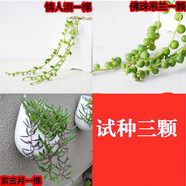 聽雪樓帶盆栽好佛珠吊蘭情人淚吊蘭紫玄月吊蘭佛珠多肉植物垂吊植物盆栽 佛珠情人淚紫玄月各一根試種