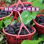 現(xiàn)發(fā)現(xiàn)摘新鮮桑葚野生特級(jí)桑葚子黑桑水果特產(chǎn)桑椹汁酵素泡酒空運(yùn) 四斤裝新鮮現(xiàn)摘中等左右桑椹果子