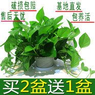 小冤家綠蘿盆栽室內花卉綠植綠籮水養(yǎng)花卉盆景桌面辦公客廳水培大葉綠色 精品180#綠蘿1盆裝【買2盆送1盆】