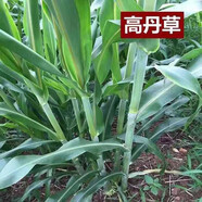 頡錚 牧草草種子大葉菊苣種子豬牛羊牧草草籽將軍菊苣豬草四季多年生 高丹草種子一斤（牛羊雞鴨）