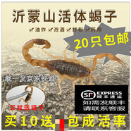 活全蝎 藥材沂蒙山活體蝎王十足全蝎活蝎子泡酒油炸煲湯全蟲 100只公蝎子【6到7厘米】贈(zèng)10只
