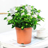鶯歌燕舞梔子花盆栽花卉帶花苞綠植室內(nèi)陽臺(tái)桅子花好養(yǎng)四季開花植物桌盆栽 簡(jiǎn)易盆帶花苞【160#梔子花】 含盆