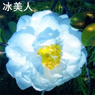 盆栽茶花苗 四季茶花盆栽帶花苞濃香型庭院室內好養花卉植物 當年開(kāi)花耐寒花卉 冰美人 8年苗樹(shù)形優(yōu)美