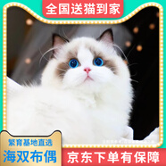 【純種】布偶貓仙女貓海雙藍(lán)雙山雙長毛貓藍(lán)眼睛小貓咪幼崽貓活體 寵物級(jí) 純種【海雙色布偶貓】幼貓 公
