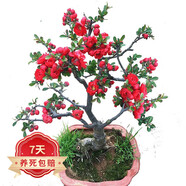 【冬季耐寒】日本海棠花苗盆栽室內(nèi)綠植花卉觀花庭院源頭直發(fā)包郵 紅寶石海棠 三年苗多分枝