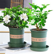 鶯歌燕舞梔子花盆栽花卉帶花苞綠植室內陽(yáng)臺桅子花好養四季開(kāi)花植物桌盆栽 加侖盆【90#梔子花+茉莉花】 含盆