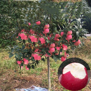 蘋(píng)果樹(shù)苗嫁接苗果樹(shù)苗盆栽地栽南方北方種植紅富士蘋(píng)果苗當年結果 煙富8號 3年苗以上好成活