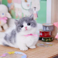 綠柒號英短藍白貓活體寵物幼貓短腿大圓臉滿(mǎn)耳滿(mǎn)背正八五粉藍白貓曼基康 賽級 2 公