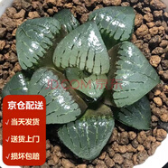 墨一（送貨上門）玉露多肉植物帶盆藍鏡玉露辦公室桌面盆栽植物花卉 阿寒湖 帶盆栽好