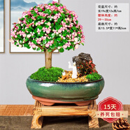 嫣藍(lán)金枝玉葉盆栽辦公多肉植物稀有品種老樁多肉花卉室內(nèi)盆景好養(yǎng)綠植 青源盆獨(dú)桿老樁金枝玉葉含擺件 原土發(fā)貨